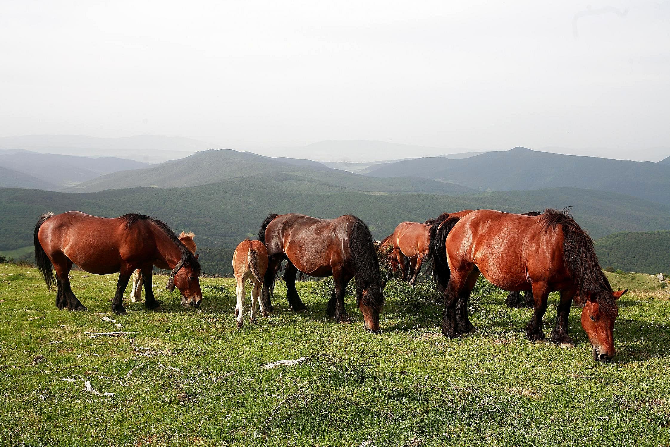 raza-equino-caballar-burguete